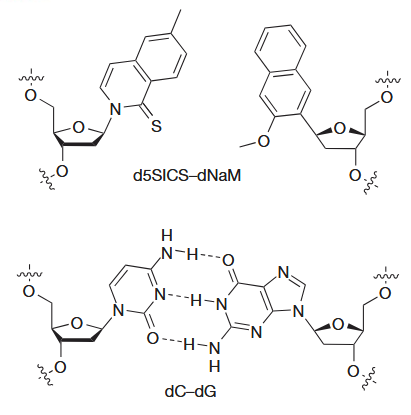 <p>uses pi-stacking</p><p><br>The unnatural nucleoside triphosphates must be available inside the cell</p><p>Endogenous polymerases must be able to use the unnatural triphosphates to faithfully replicate DNA containing the unnatural base pair (UBP) within the complex cellular milieu</p><p>The UBP must be stable in the presence of pathways that maintain the integrity of DNA.</p>