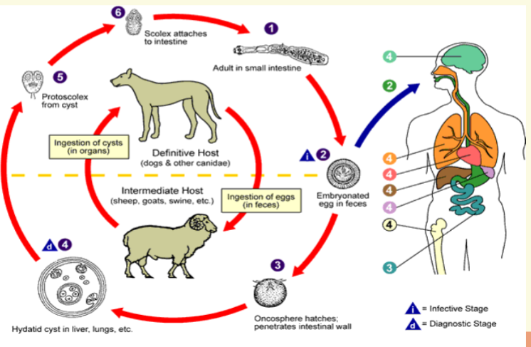 knowt flashcard image