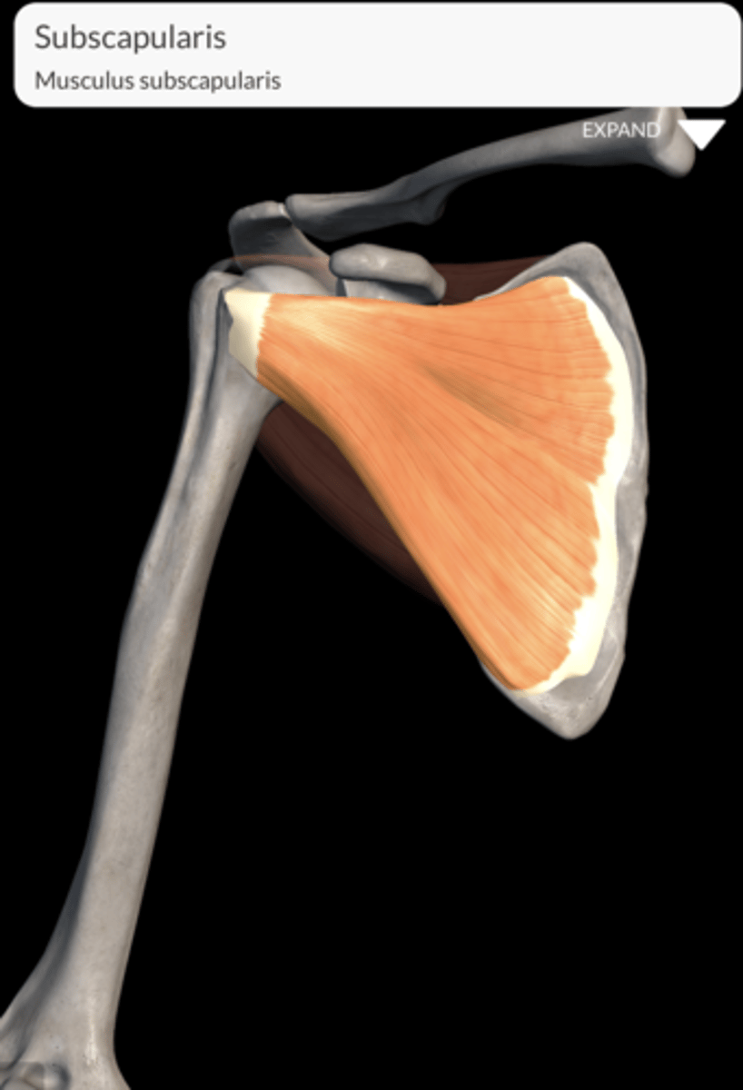 <p>Attaches to the lesser tubercle of the humerus.</p>