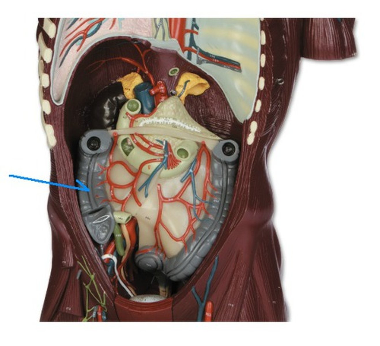 <p>Identify the structure, organ, or bone.</p>