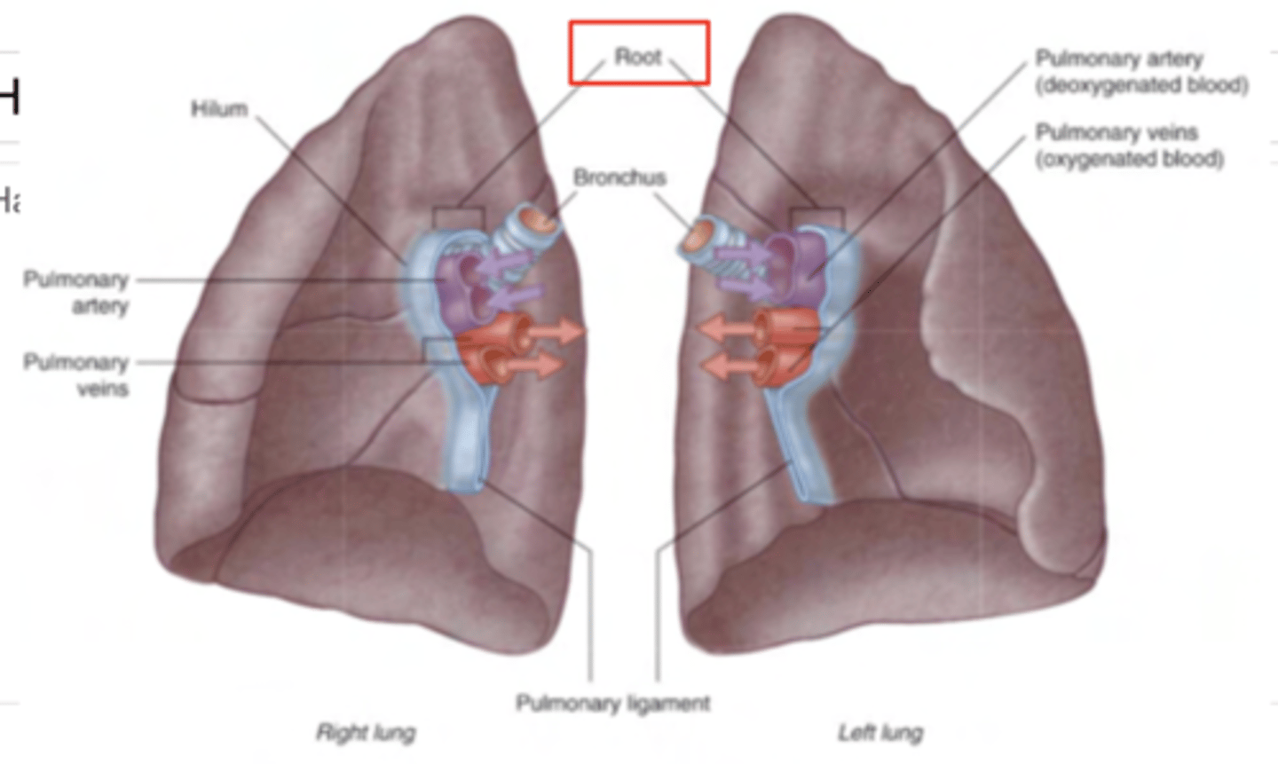 <p>pedicle which is covered by parietal pleura and</p><p>contains the structures which penetrate into the hilum</p>