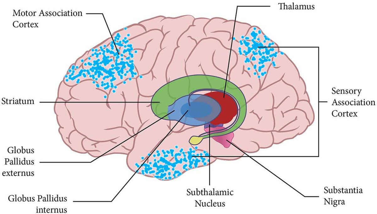 <p>Structures that play an important role in motivation, reward, and movement; Derived from the forebrain (except substantia nigra)</p><ul><li><p>Includes:</p><ul><li><p>Caudate Nucleus, Globus Pallidus, Putamen, Substantia Nigra (Midbrain), Subthalamic Nucleus, Ventral Pallidum </p></li></ul></li></ul><p></p>