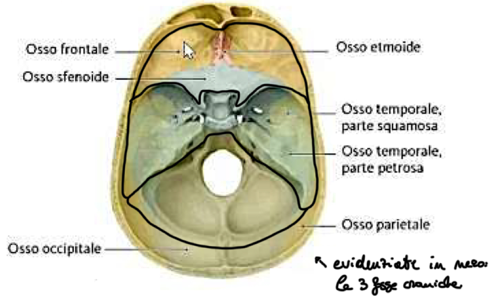 <p>Parte Anteriore:</p><ul><li><p>Osso Frontale (porzione orbitaria)</p></li><li><p>Lamina cribrosa dell’Etmoide</p></li><li><p>Piccole ali dello Sfenoide</p></li></ul><p>Parte Media:</p><ul><li><p>Corpo e Grandi ali dello Sfenoide</p></li><li><p>Parte petrosa dei Temporali</p></li></ul><p>Parte Posteriore:</p><ul><li><p>Osso Occipitale</p></li></ul><p>Queste 3 zone delimitano le tre fosse craniche:</p><ul><li><p>Anteriore → lobi frontali</p></li><li><p>Media → lobi temporali e ipofisi</p></li><li><p>Posteriore → cervelletto e tronco encefalico.</p></li></ul><p></p>