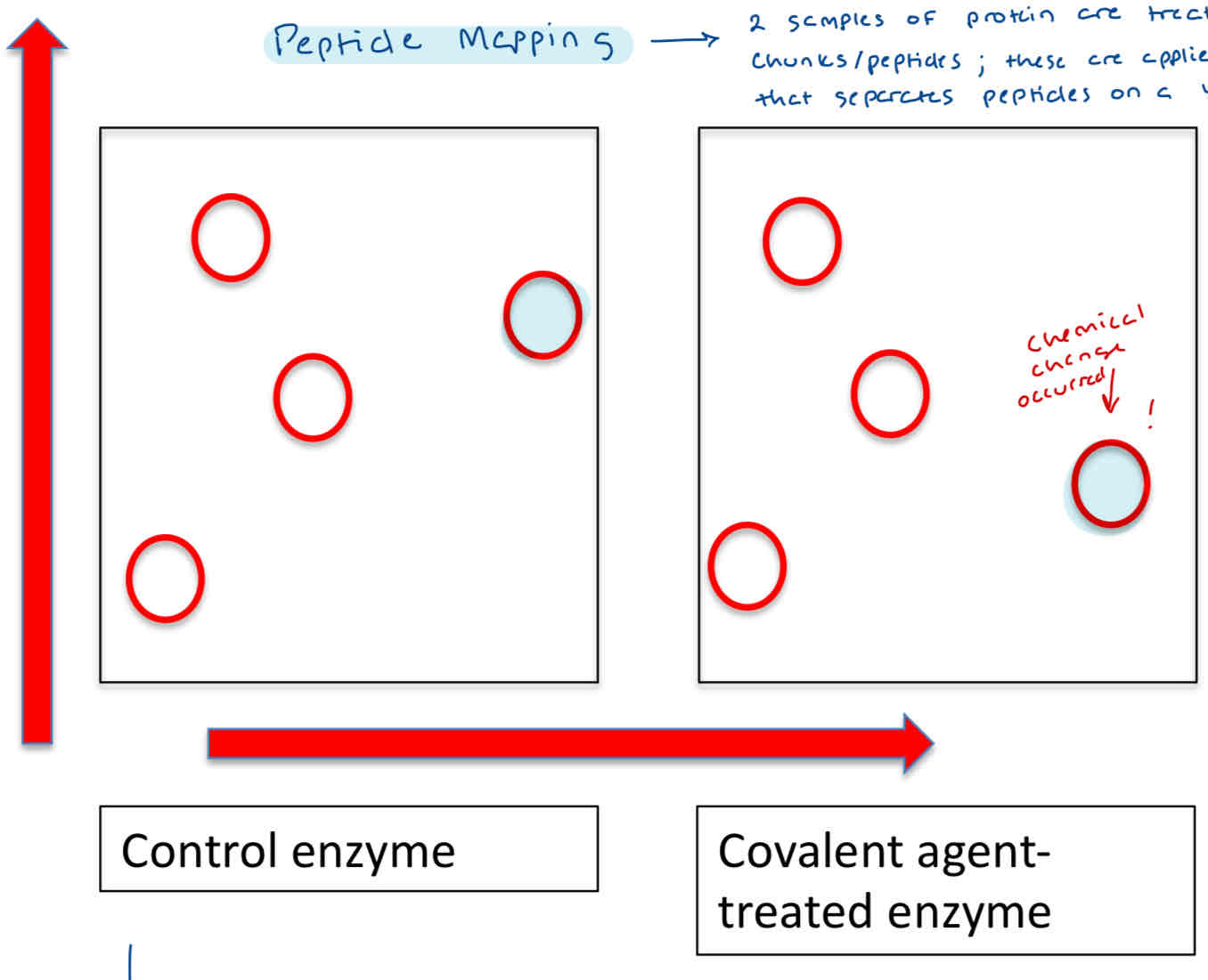 <p>What is Peptide Mapping?</p>