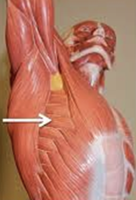 <p>muscle name & action</p>