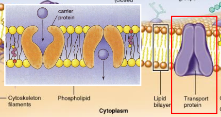 Acts like a turnstile or revolving door 

Undergo conformational change to allow molecules through