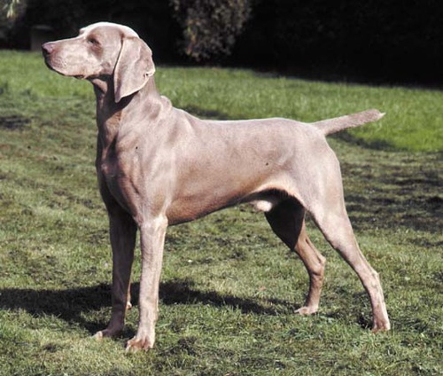 <p>Sporting Group</p><p>large breed of hound having a smooth grayish coat</p>