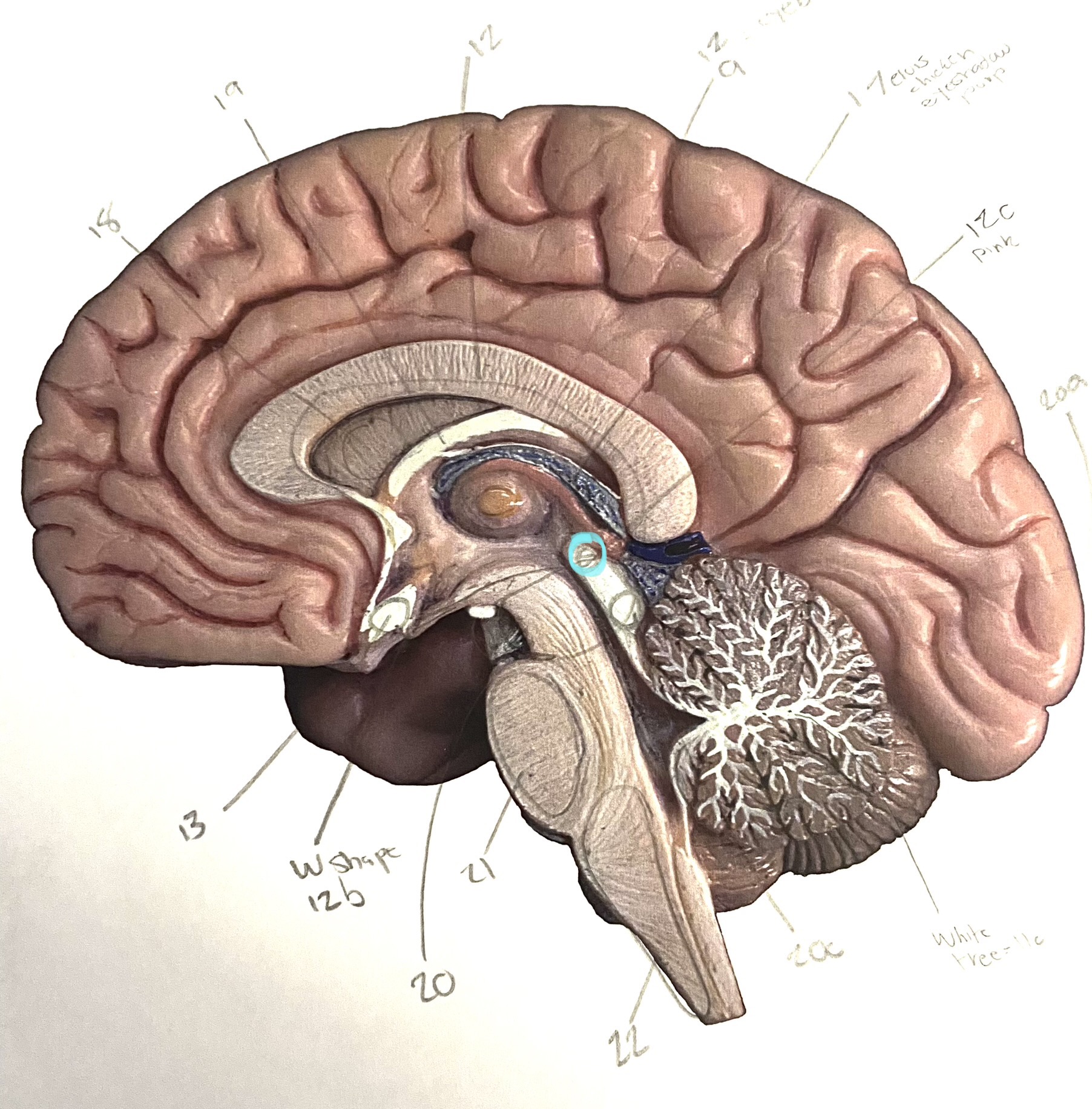 knowt flashcard image
