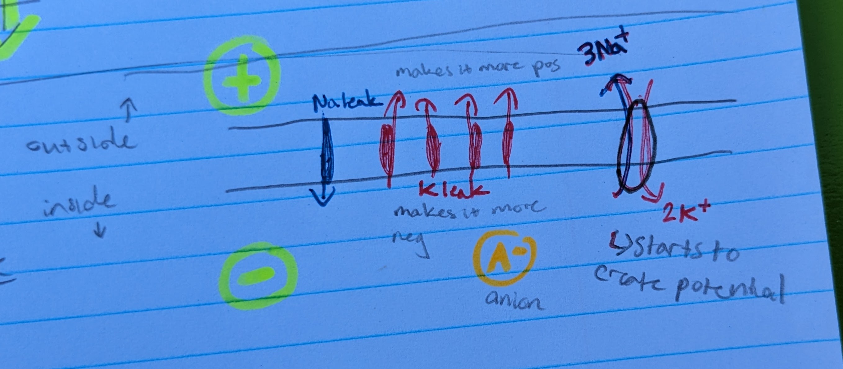 <p>-more K+ leak channels than Na+ leak channels</p><p>-when K+ leaves cell, it makes the inside of the cell more negative</p><p>-negatively charged anions also make inside of cell negative</p>