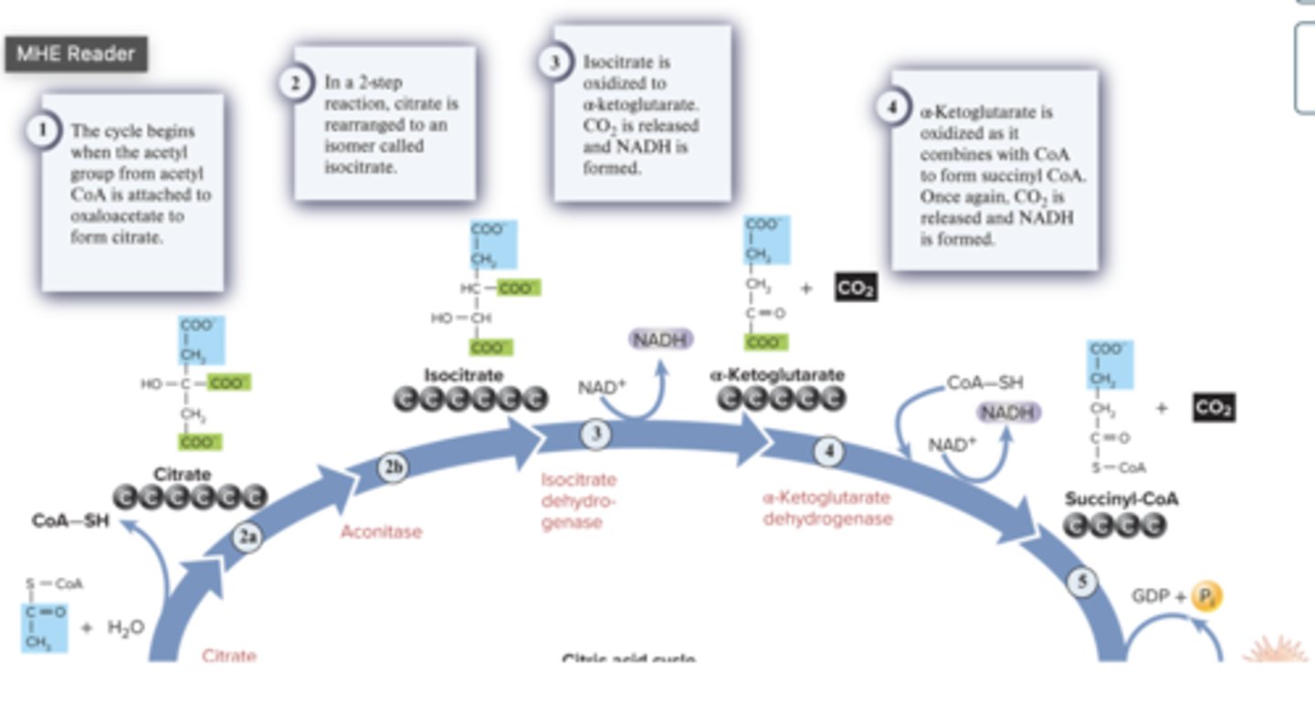 <p>C) succinyl-CoA synthetase</p>