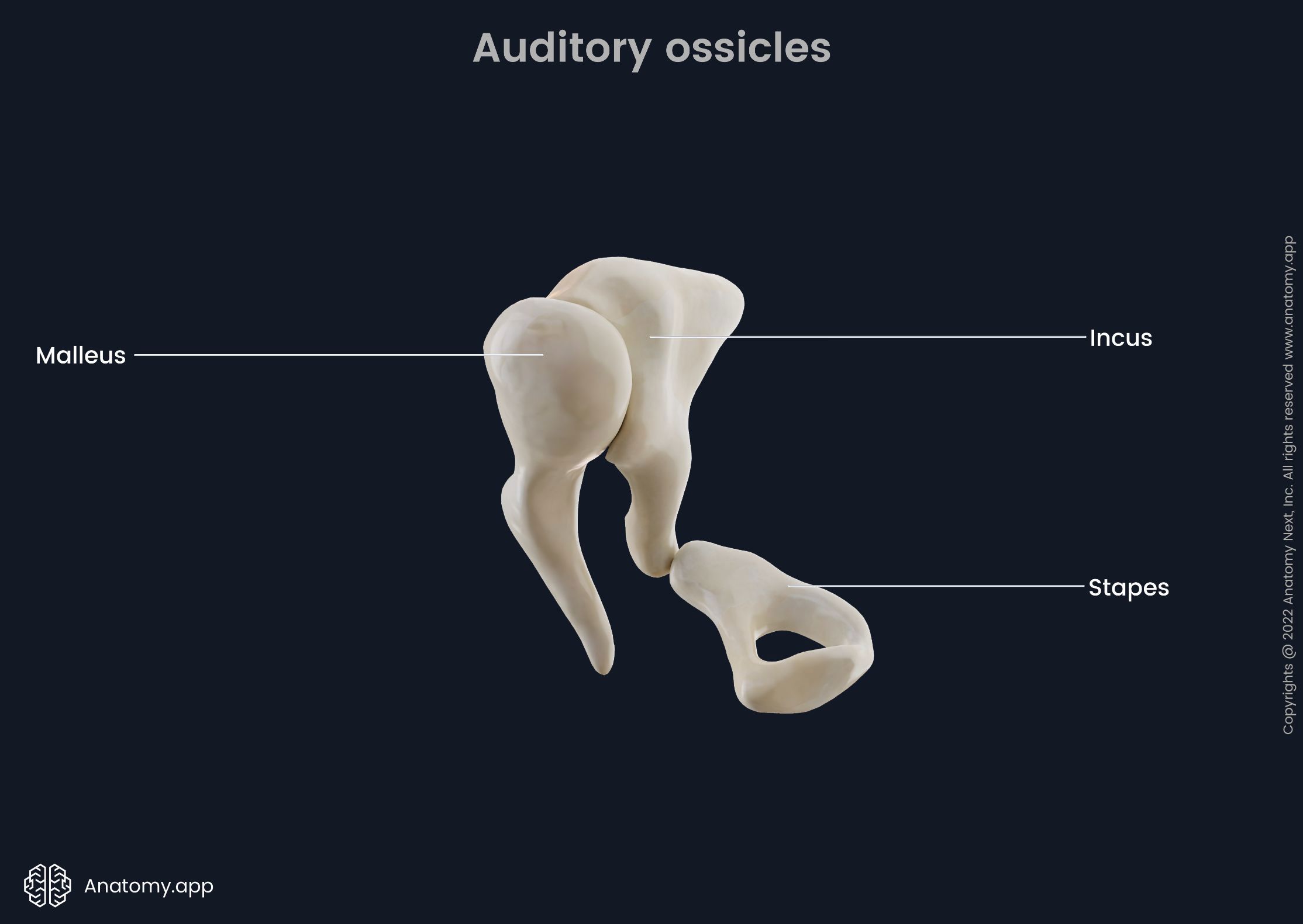<p>Auditory ossicles (malleus, incus, stapes)</p>