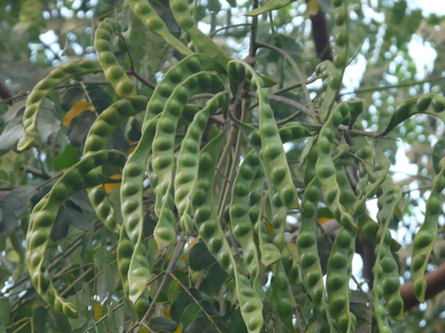 <p>a group of plants that are part of nitrogen cycle; have nodules on their roots that house bacteria that can convert atmospheric nitrogen into a form that plants can use (ex. soybeans)</p>