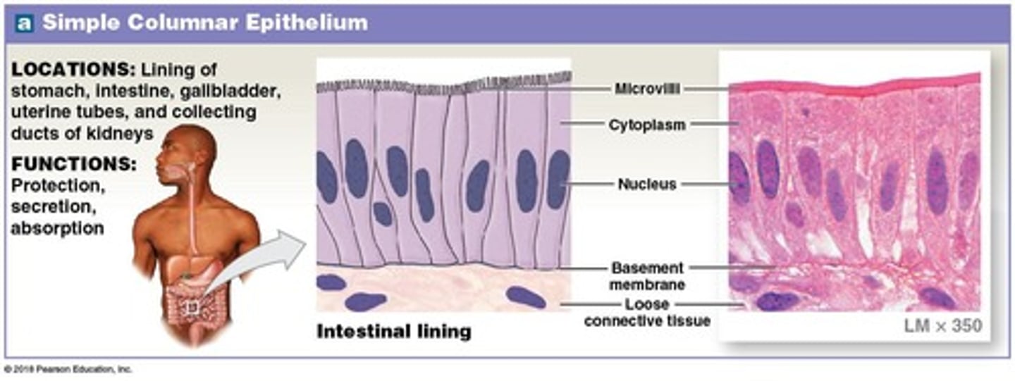 <p>In the stomach, small intestine, and large intestine.</p>