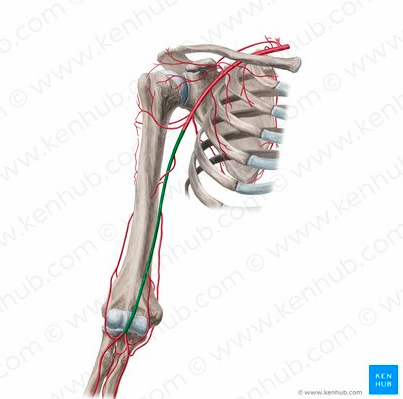 <p>Brachial artery</p>