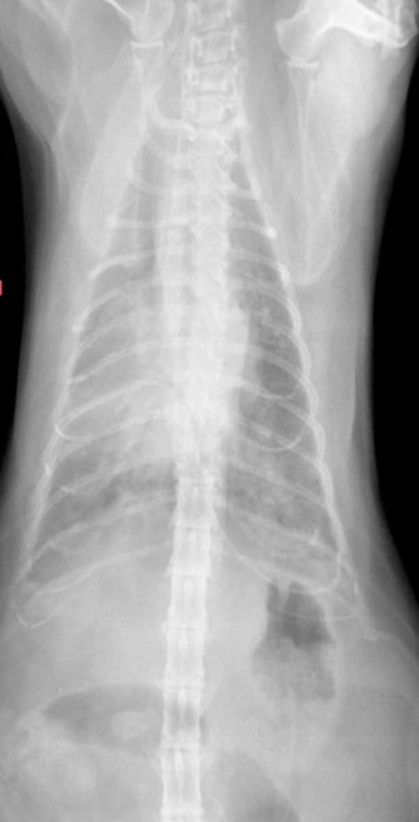<p>A feline presents with the following rads. What is the dx?</p>