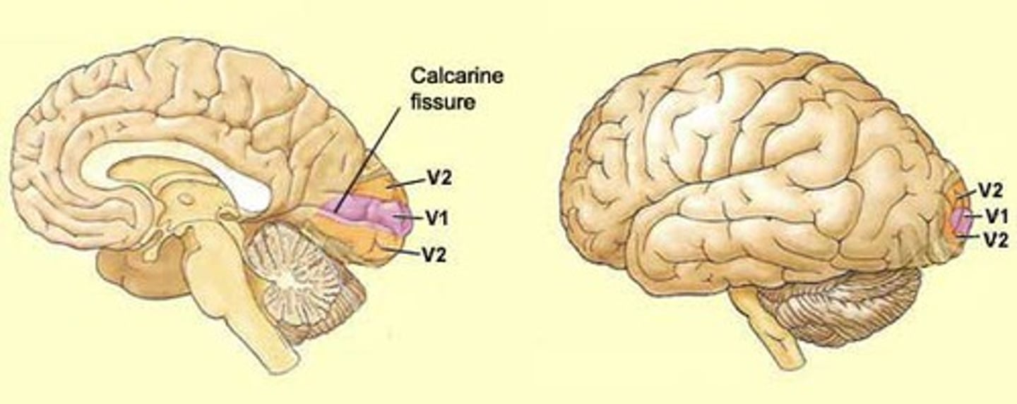 <p>Receives information from thalamus (LGN) into cortical layer 4, the least processed visual information (sensation but not perception).</p><p>Hubel and Wiesel (1981) cat experiment found V1 neurons respond to oriented lines in different angles and locations.</p><p>There are oriented lines of RGCs correspond to LGN neurons, which send to V1 that responds to that particular neuron.</p>