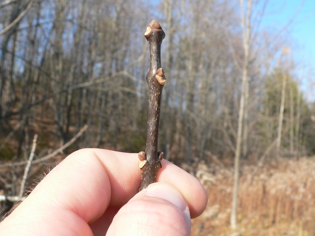 compound, opposite, 5-7 leaflets, ovate, white underside

purple fall color

longer petiole

upland species, not great with soil compaction