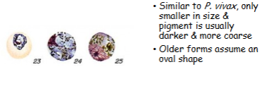 <p>What is the genus, species, and stage of this parasite?</p>