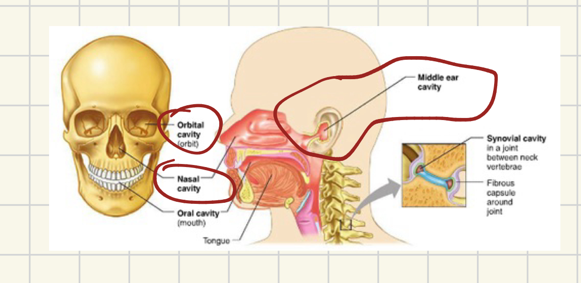 <p>The cranial cavity has many smaller cavities</p>