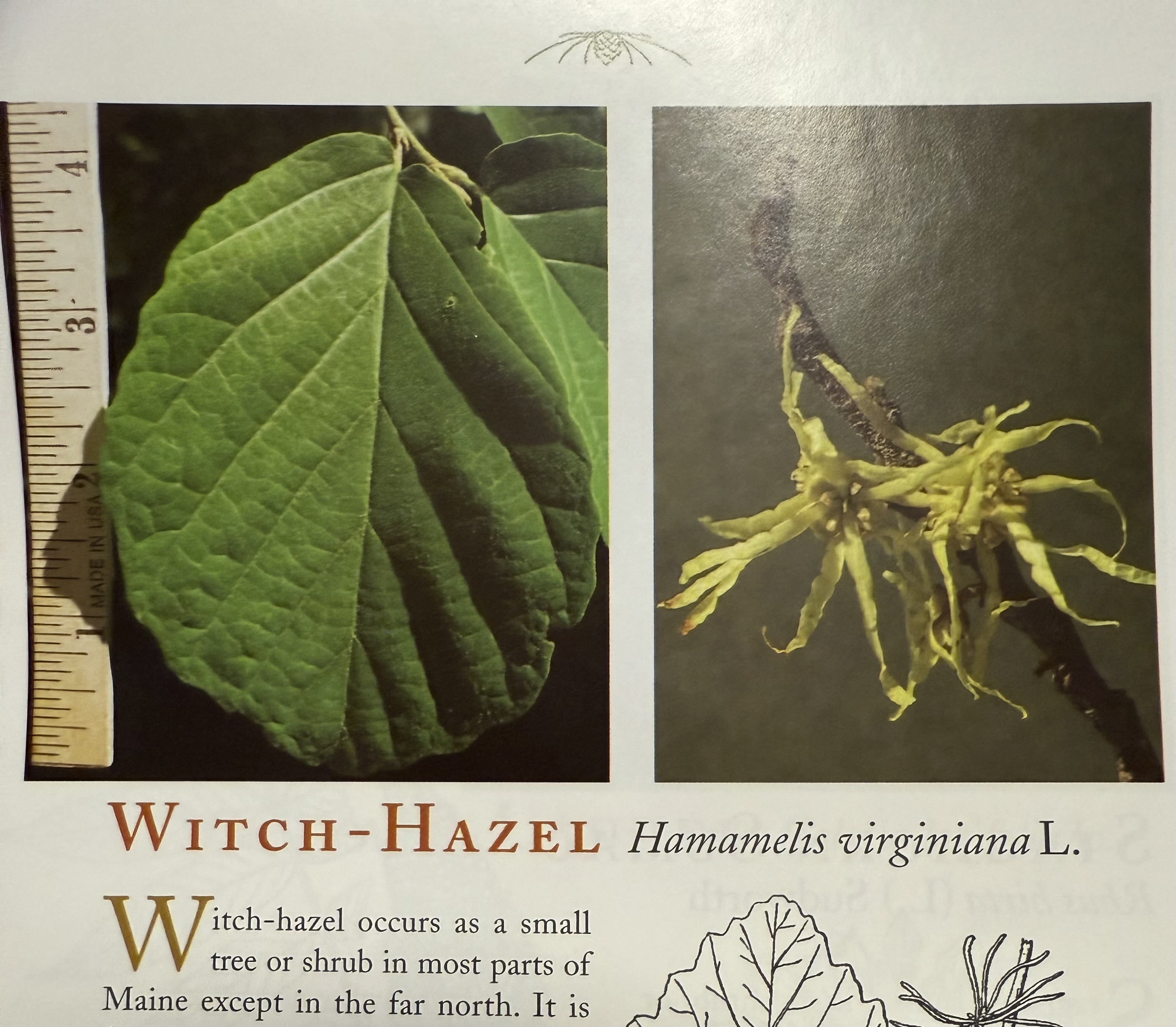 <p>Witch hazel</p>