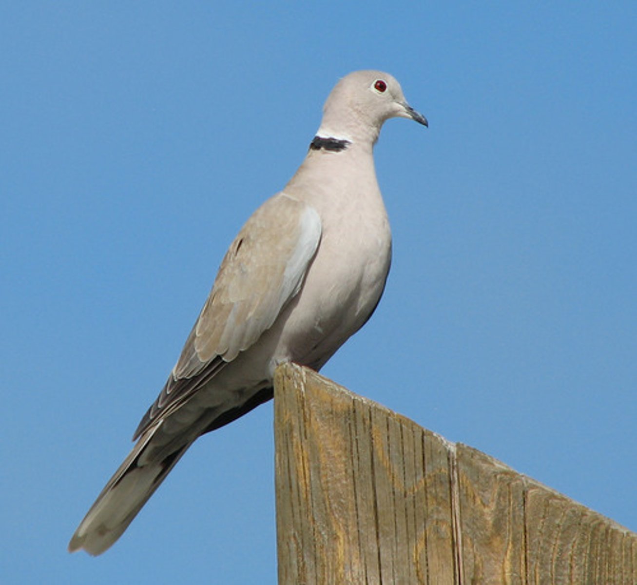 <p>Eurasian Collared-Dove</p>