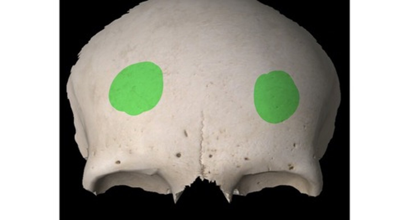 <p>rounded prominences on either side of the median line and a little inferior to the center of the frontal bone</p>