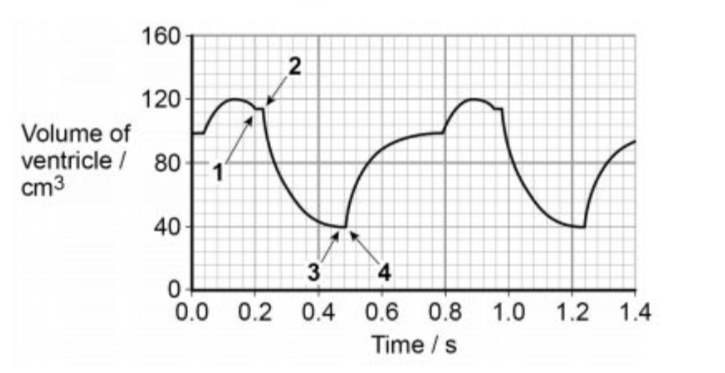 <p>Name when the valves are open and closed and when the stages of the cardiac cycle occur.</p>