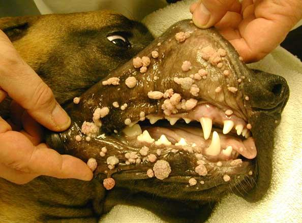<p>Papillomas (cauliflower-like, pale colour) in the oral cavity, tonsils, epiglottis, around the eyes, head, and legs</p>
