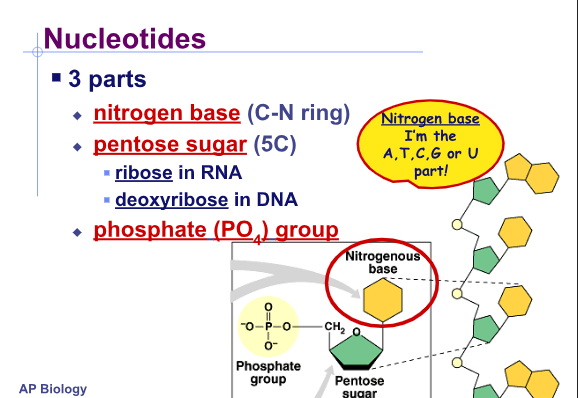 <p>Nucleotide Parts (3):</p>