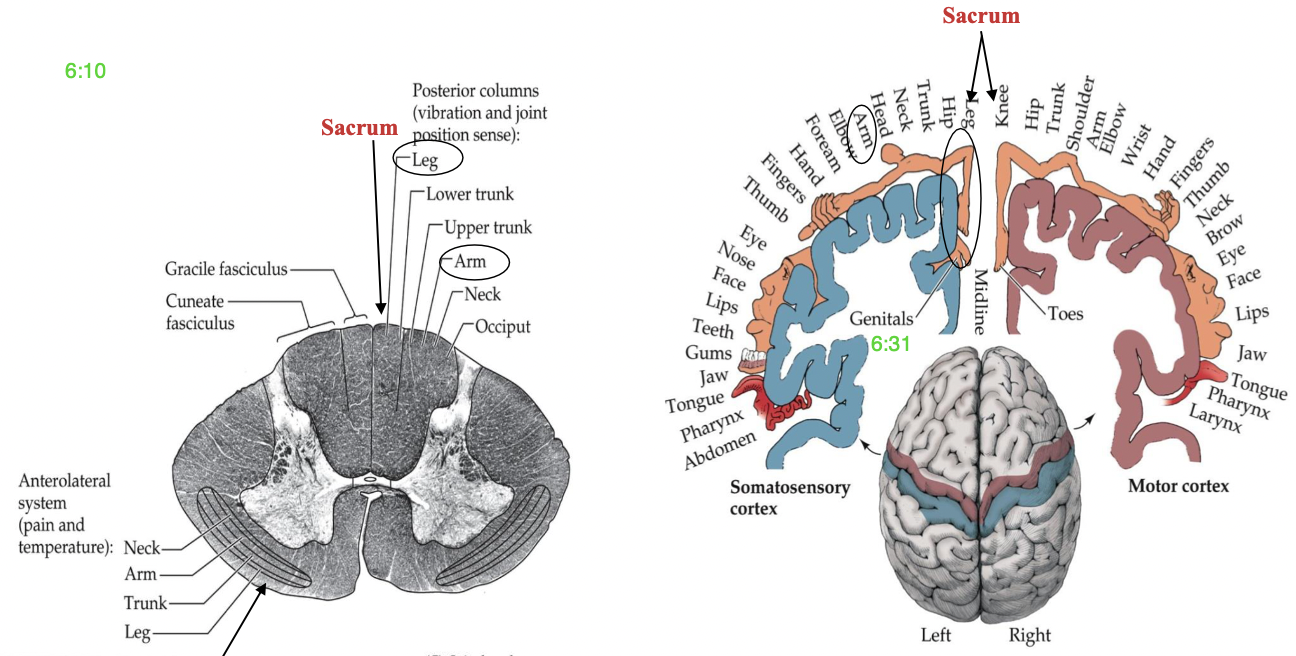 <p>Where is the sacrum located in the posterior columns and somatosensory/motor cortex (homunculus)?</p>
