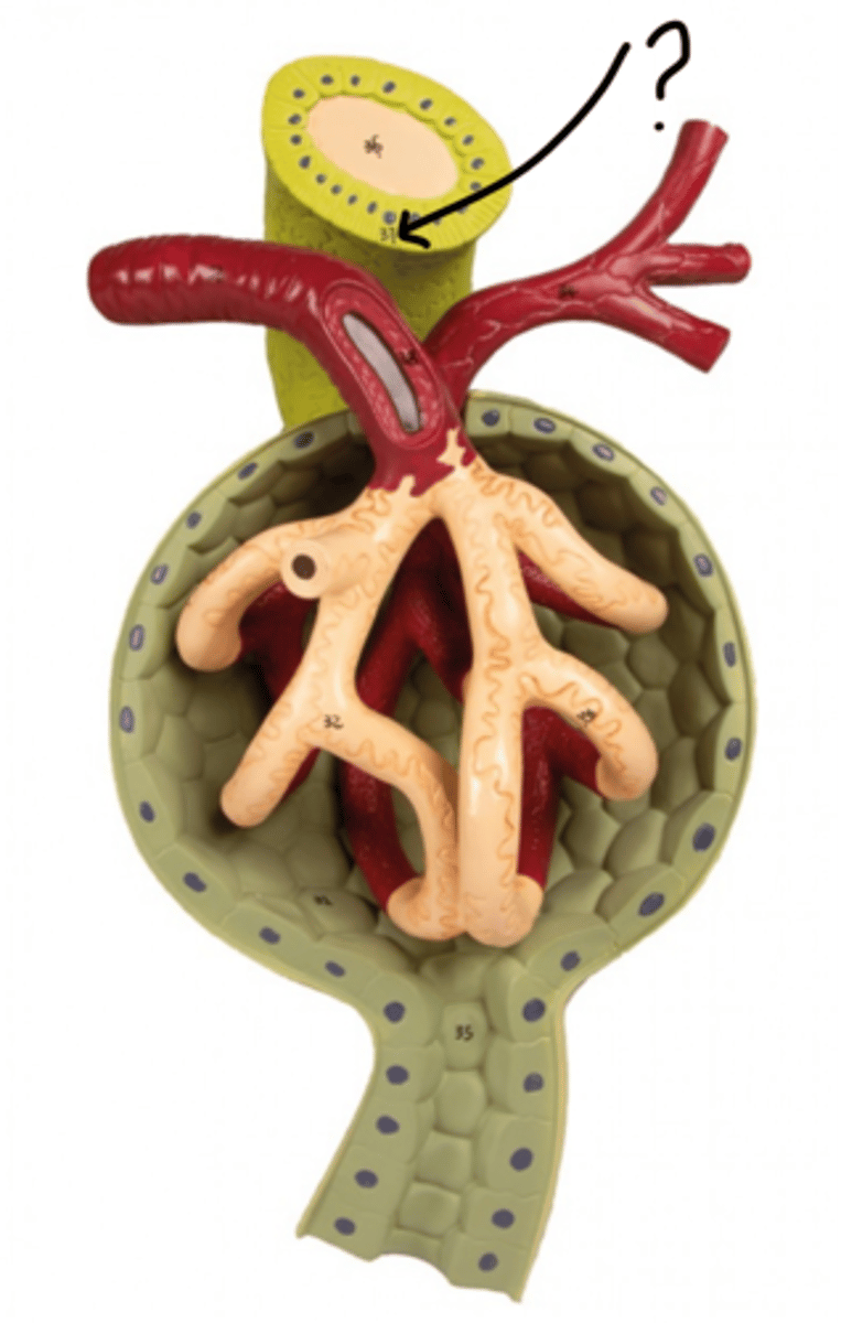 <p>Name these cells</p>