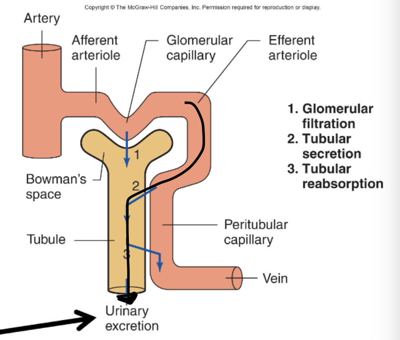 <p>C. Movement of substances from blood into nephron</p>