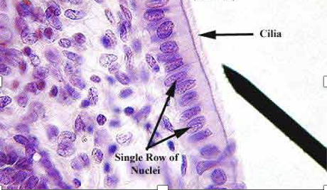 <p>What type of tissue is this?</p>