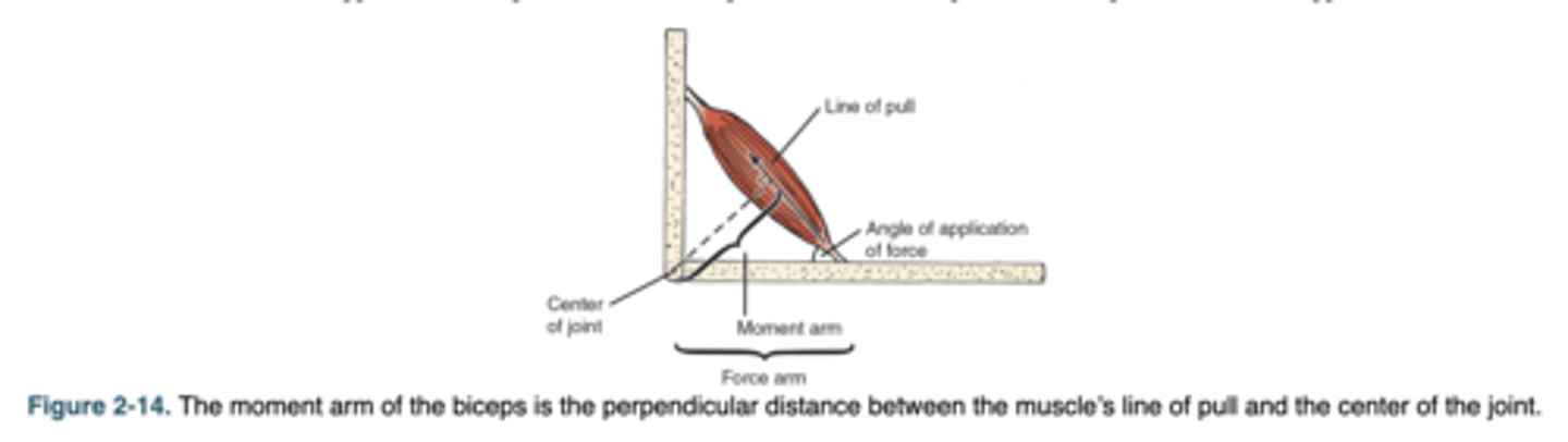 <p>The perpendicular distance between the line of pull of a muscle and the joint center of rotation.</p>