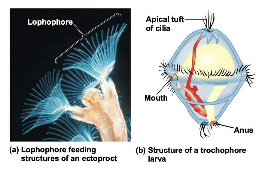 <p>ciliated larva</p>