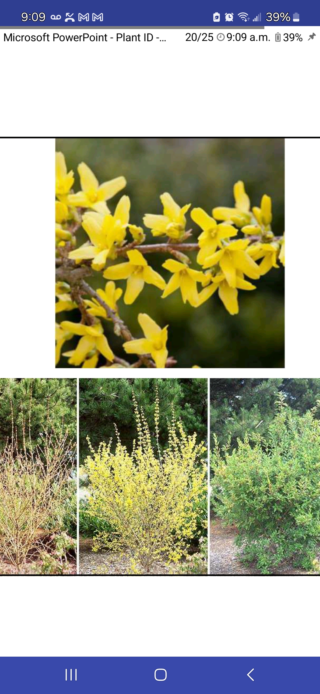 <p>Forsythia x intermedia, Oleaceae</p>