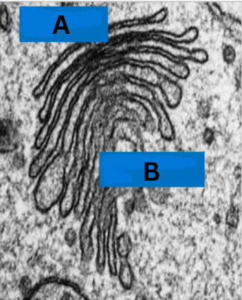 <p>What part of the Golgi Apparatus is A?</p>