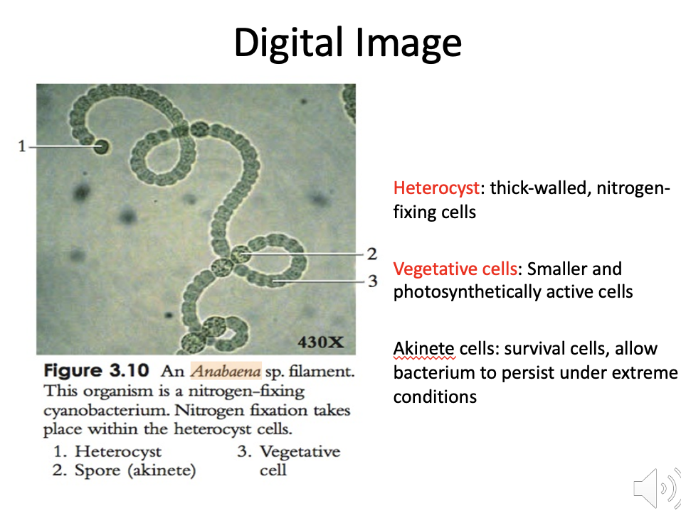 <p>Photoautotrophic, nitrogen-fixing bacteria. Nitrogen fixation occurs at heterocyst sites. Cyanobacteria. Endosymbiont of Azolla</p>