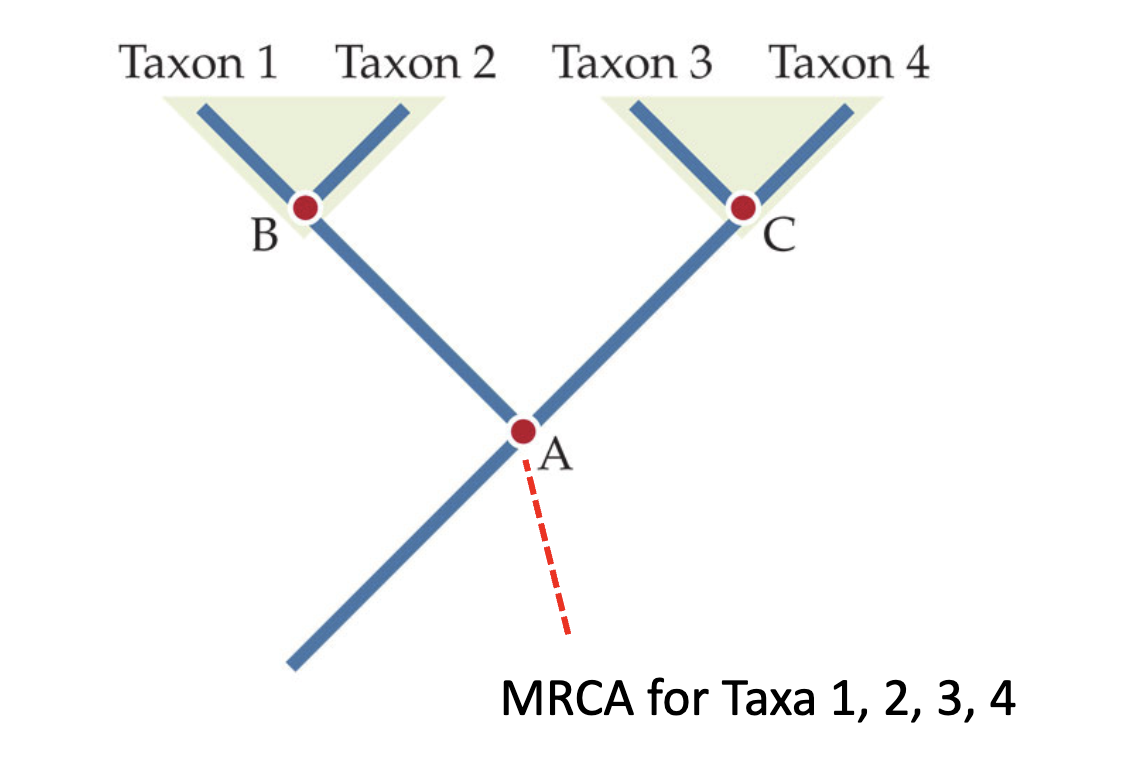 <p>It is the <strong>youngest</strong> <strong>node</strong> that is ancestral to <strong>all lineages</strong> in a given group. Hence, it really is just the most recent common ancestor shared between a group of species.</p><ul><li><p>the MRCA changes depending on the group being looked at.</p></li><li><p>For example, the MRCA for taxon 1, 2, 3 and 4 was A.</p></li><li><p>However, for taxon 1 and 2, the MRCA would be B.</p></li></ul><p></p>