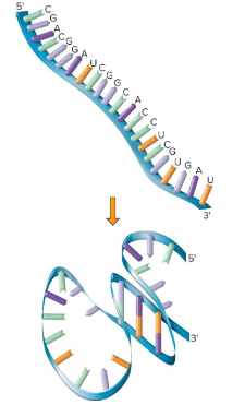 <p>Fill in the blank…</p><p>RNA can form a lot of ( ) structure, so it has a lot of structural variety. It does so by forming base pairs within other parts of the ( ) molecule.</p>