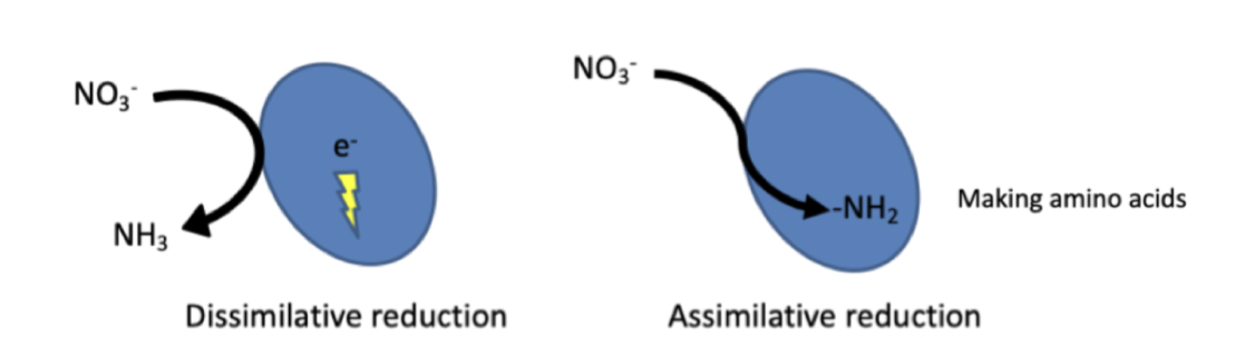 Not every reduction reaction is for energy generation (Dissimilative and **Assimilative reduction**)
