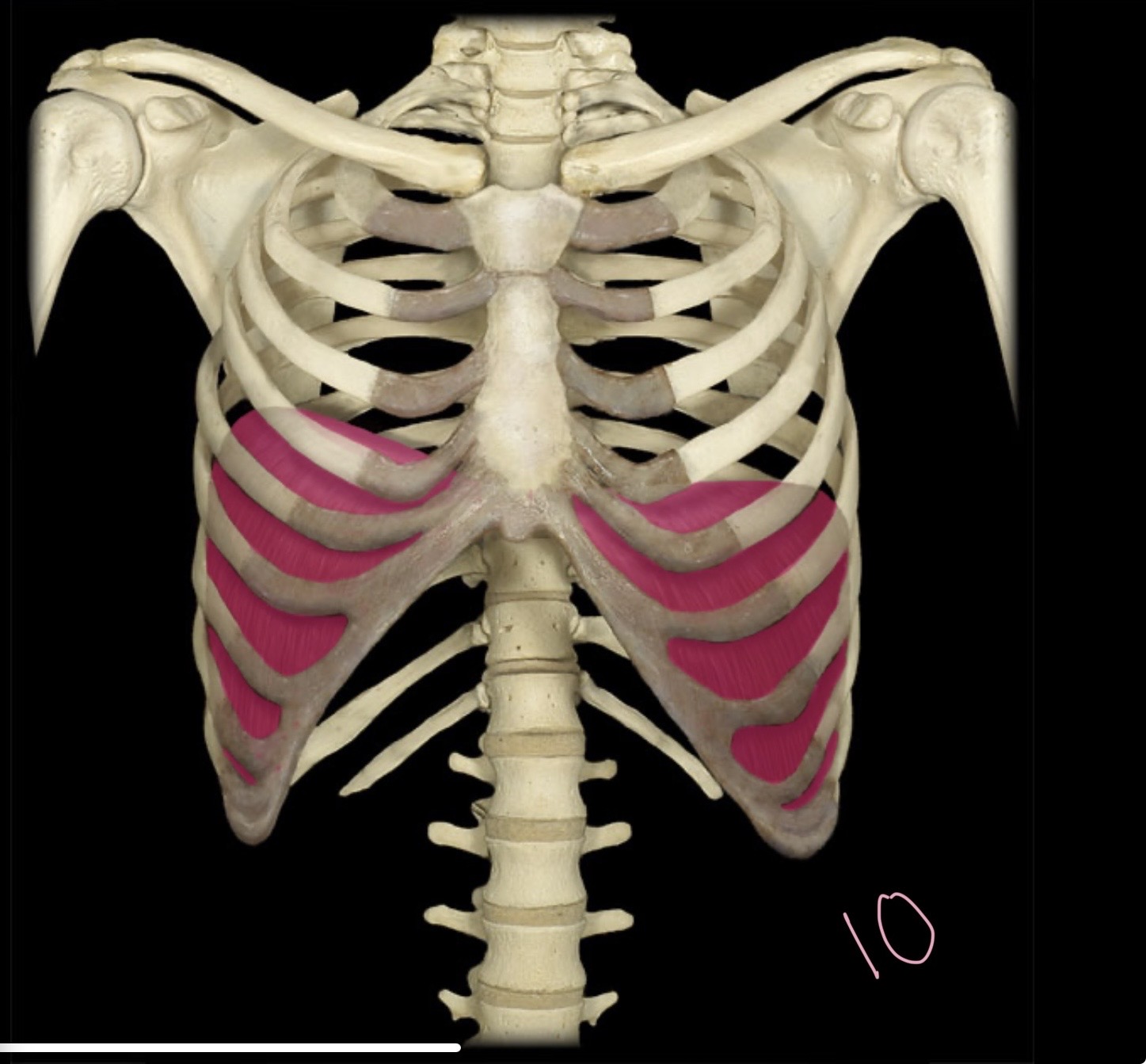 <p>Diaphragm</p>