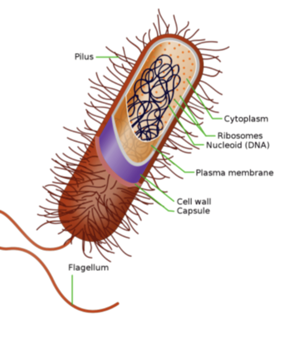 <p>it is a determinant of virulence - limits the ability of phagocytes to engulf bacteria</p>