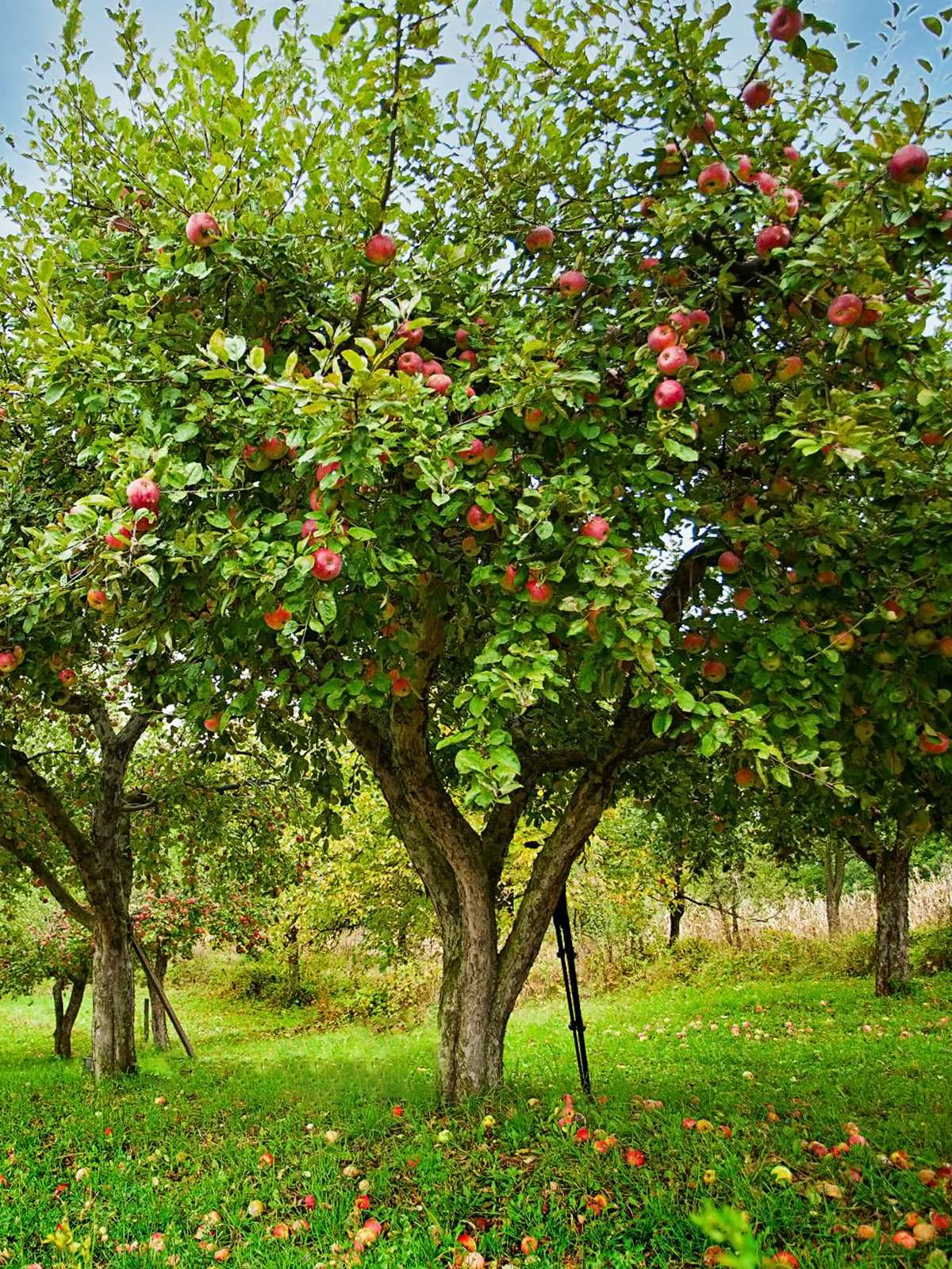 <p>Malus domestica</p>