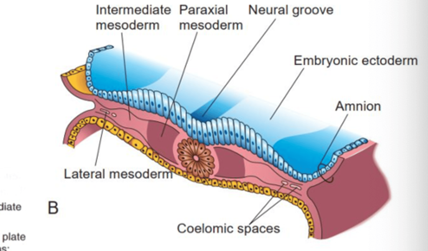 <p>distance!<br>paraxial, intermediate, and lateral mesoderm</p>