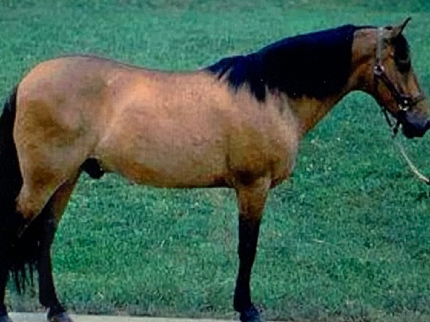 <p>This light breed horse is one of the ancestors of Thoroughbred</p>