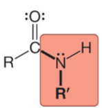 <p>Identify this structure:</p>