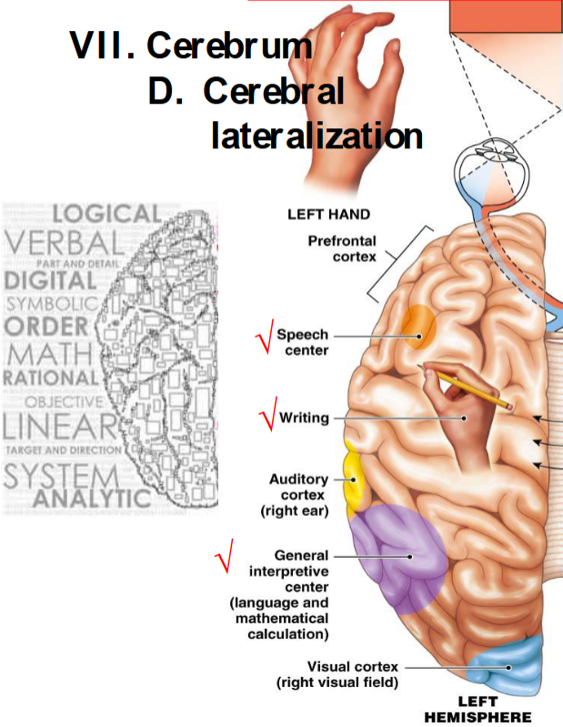 <p>speech center, writing, general interpretive center (language and mathematical calculation) </p><p>associated with logic, math, rationality, etc. </p>