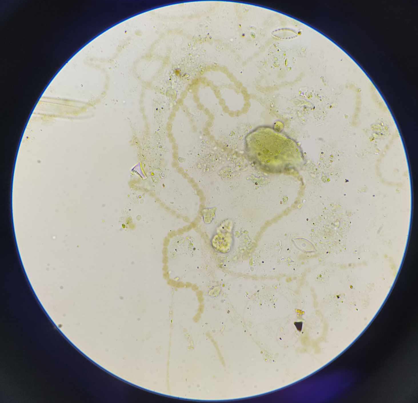 <p>Name, shape, arrangement, lifestyle, and disease</p>