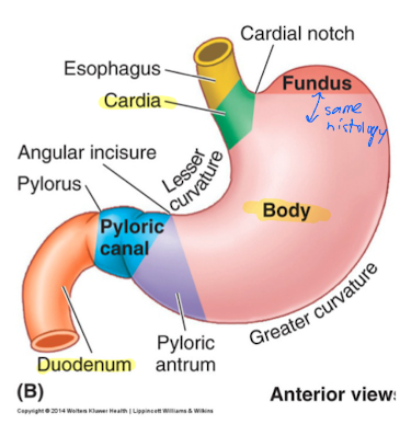 <ul><li><p>cardiac region (superior opening of stomach)</p></li><li><p>fundus and body (major part of stomach)</p><ul><li><p>combine bc same tissues histologically</p></li></ul></li><li><p>pyloric part (funnel-shaped outflow)</p></li></ul>